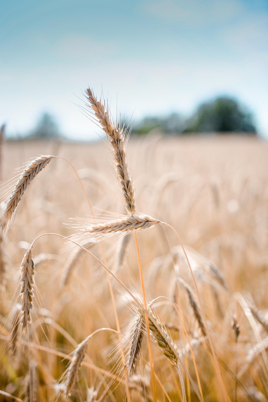 wheat, crop, field, nature, barley, cereal grains, farm, plants, agriculture, countryside, rural, summer, closeup